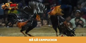 Đá Gà Campuchia