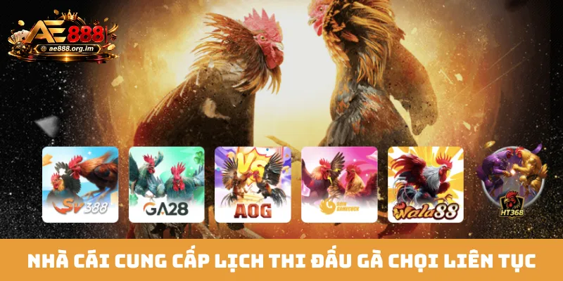Nhà cái cung cấp lịch thi đấu gà chọi liên tục